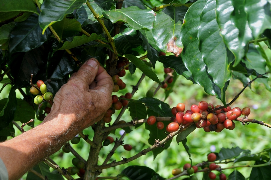 Sanción de nueva ley cafetalera impulsa producción nacional